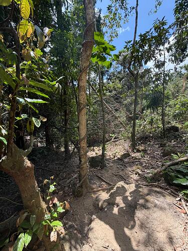 el-nido-jungle-trail-vine-wrapped-tree