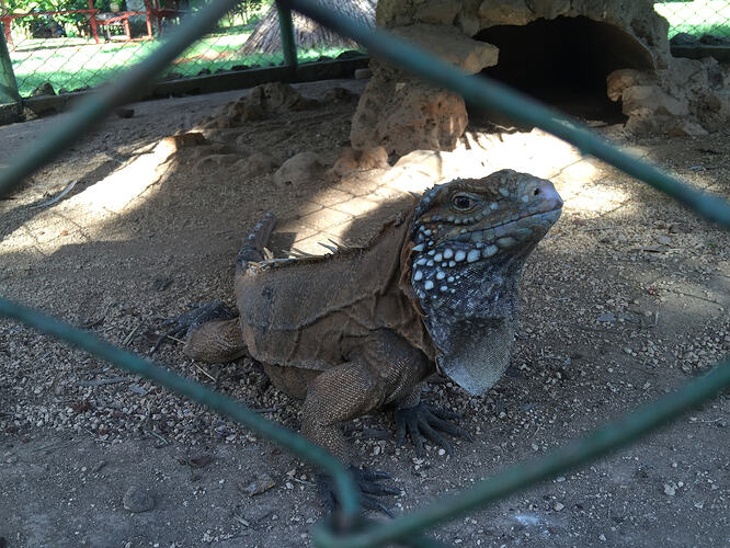 25_hotel-nacional-iguana