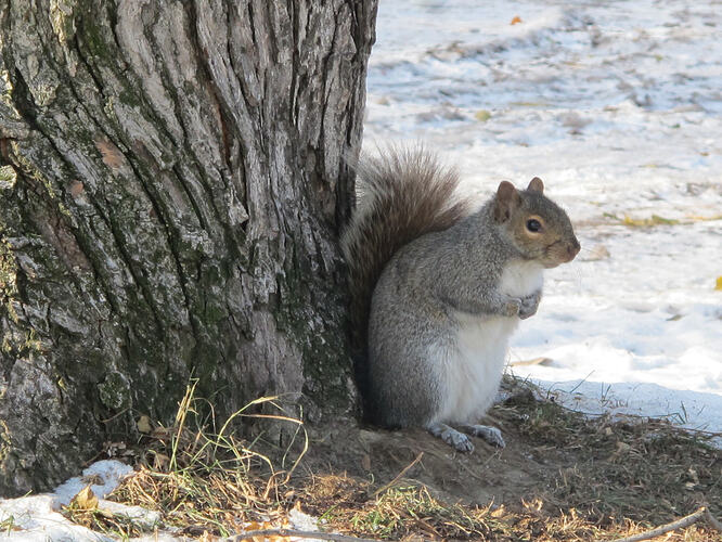 25_grey-squirrel