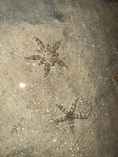 el-nido-starfish-night-shallows