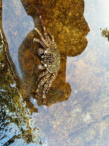 el-nido-crab-tide-pool