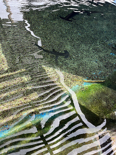 2026-02-22_maui-ocean-center-shark-pond_IMG_2209.HEIC