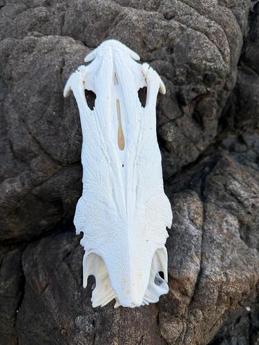 el-nido-animal-skull-on-rocks