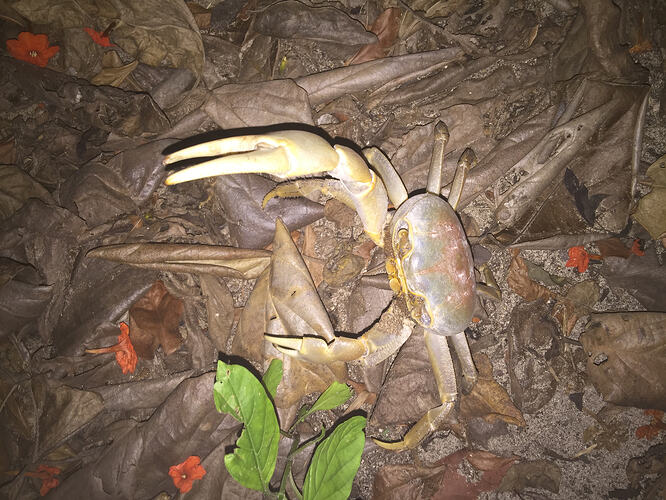 21_land-crab