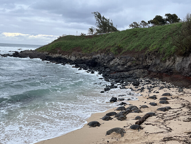 2026-02-24_hookipa-green-sea-turtles_IMG_2305.HEIC