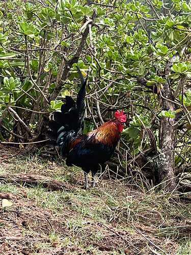 2026-02-23_wild-rooster_IMG_2226.HEIC