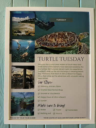 Tuesday - Turtle Tuesday