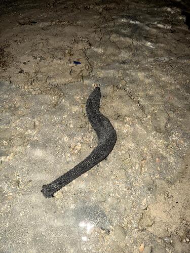 el-nido-sea-cucumber-night