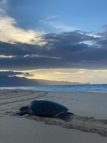01-green-sea-turtle-resting-on-beach-at-dusk