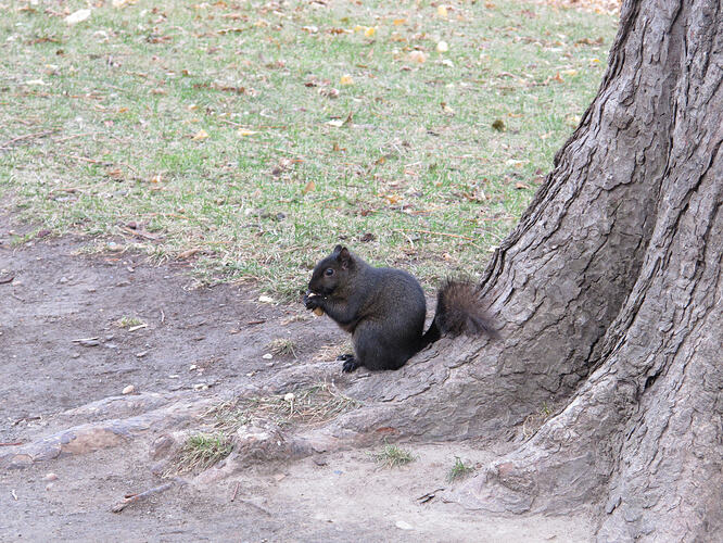 10_black-squirrel