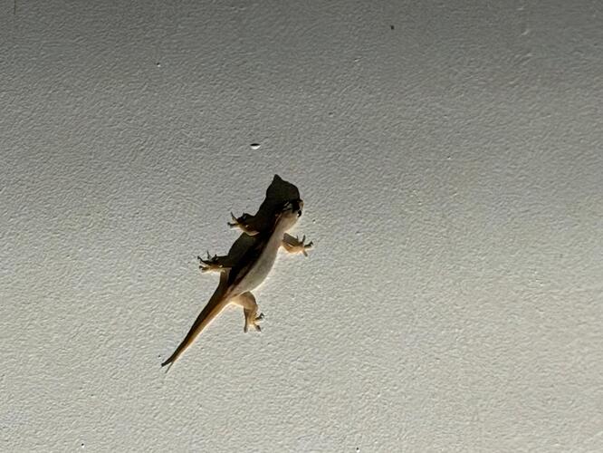 el-nido-gecko-on-ceiling