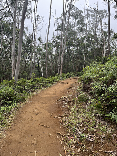 2026-02-21_waihee-ridge-forest-trail_IMG_2155.HEIC